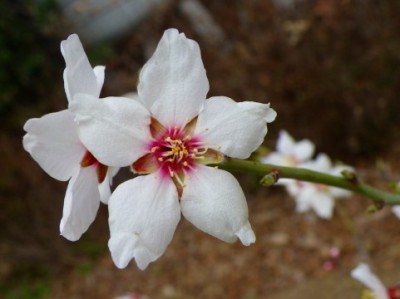 アーモンドの花